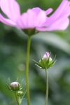 pinkflowertall